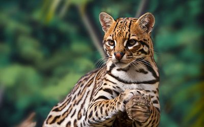 หูของแมวเบงกอล