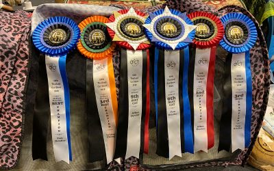 19th Thailand Cat Show, CFA International Cat Show